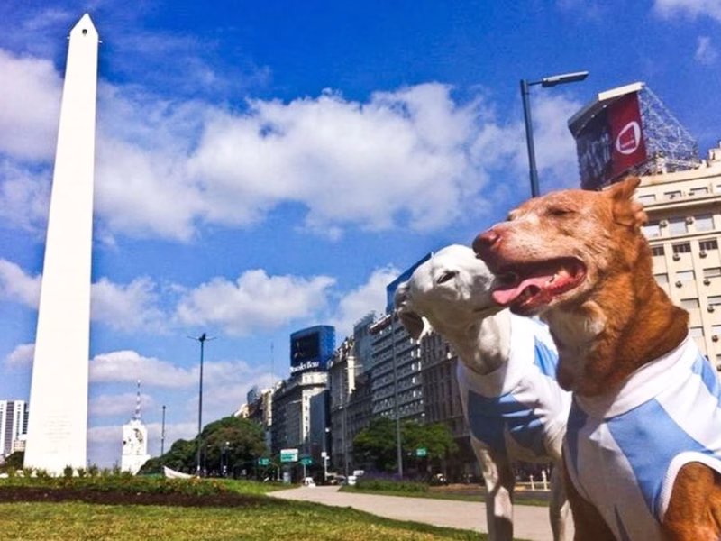¿Perros y gatos con DNI? La Ciudad de Buenos Aires busca crear un documento para mascotas